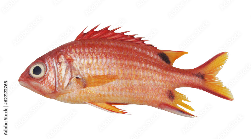Squirrel fish isolated on white background. Squirrel fish isolated on white background.
