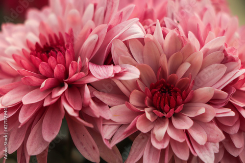 pink chrysanthemums in the flower farm