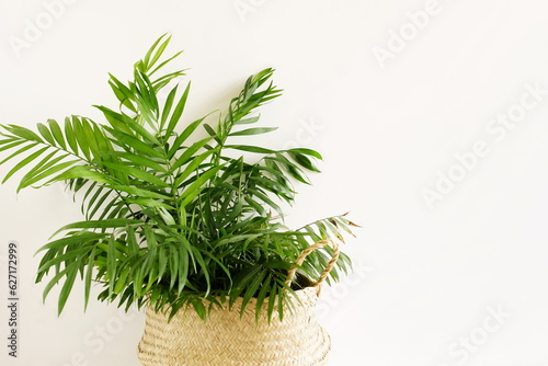 Indoor home plant palm tree in a wicker basket near white wall with copy space. © irenastar