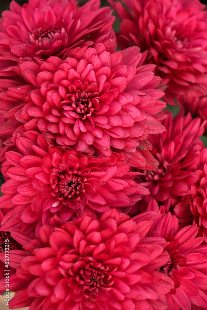 Dahlia Autumn flower design.With copy-space Dahlia Autumn flower design.With copy-space
