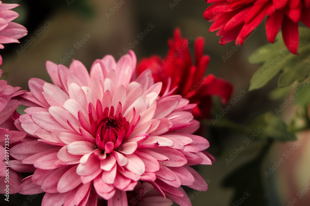 Bouquet in the background pink flowers wintering chrysanthemum - varieties , Purple Bouquet in the background pink flowers wintering chrysanthemum - varieties , Purple