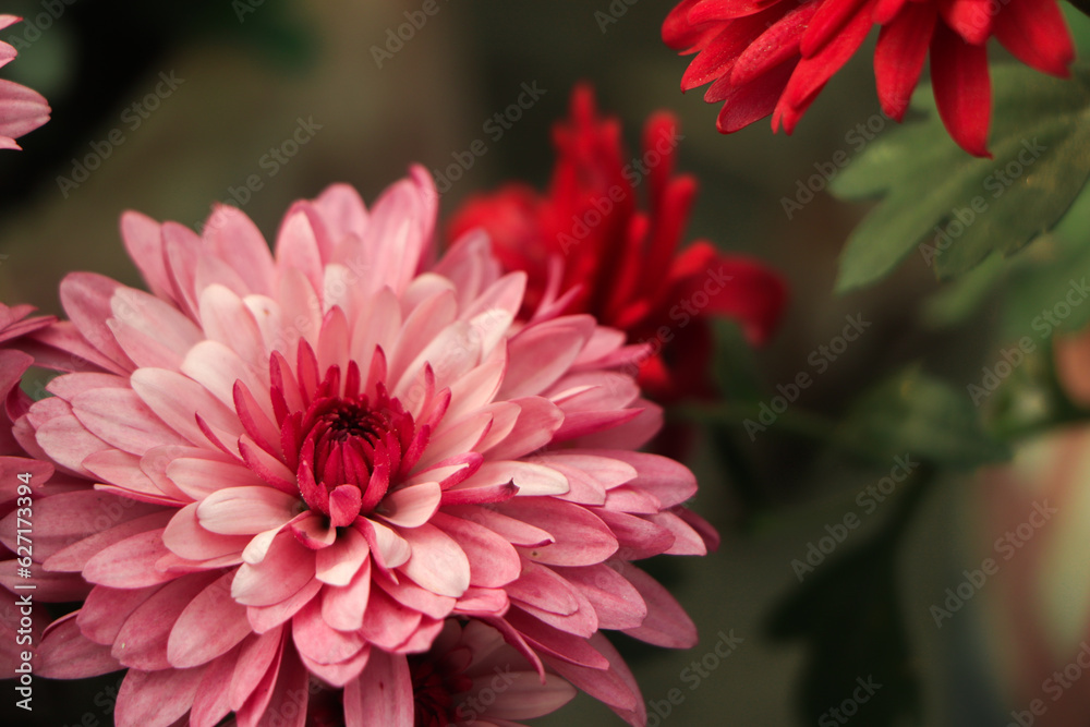 A top view of pink chrysanthemum petite flowers in a garden