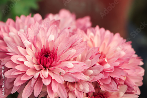 Beautiful pink and white chrysanthemum flower closeup shot in daylight in a botanical garden of asia