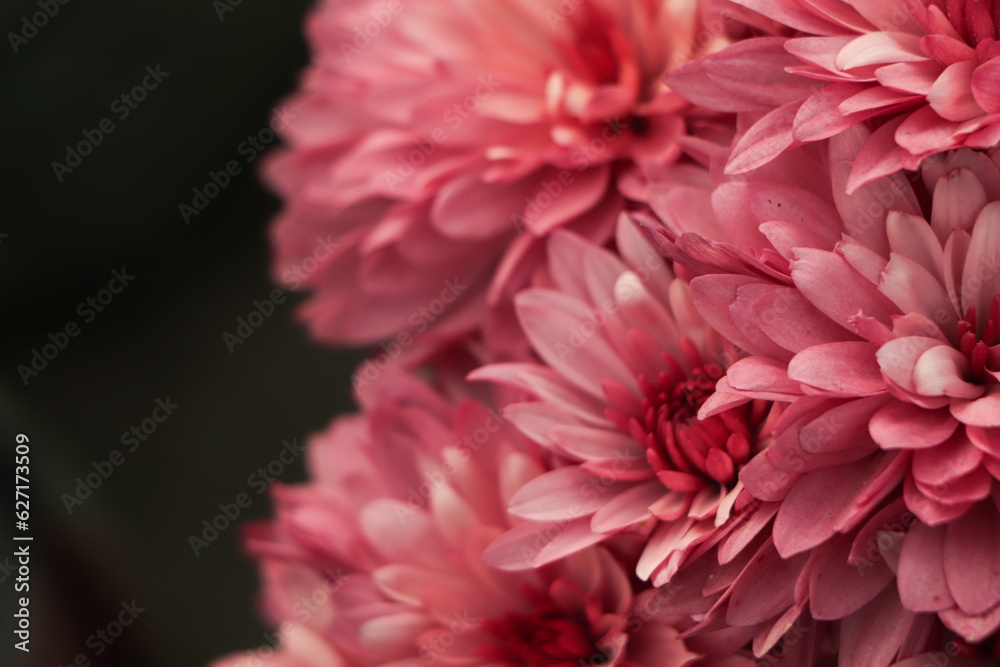 Beautiful pink chrysanthemums close up in autumn Sunny day in the garden. Autumn flowers. Flower head Beautiful pink chrysanthemums close up in autumn Sunny day in the garden. Autumn flowers. Flower head