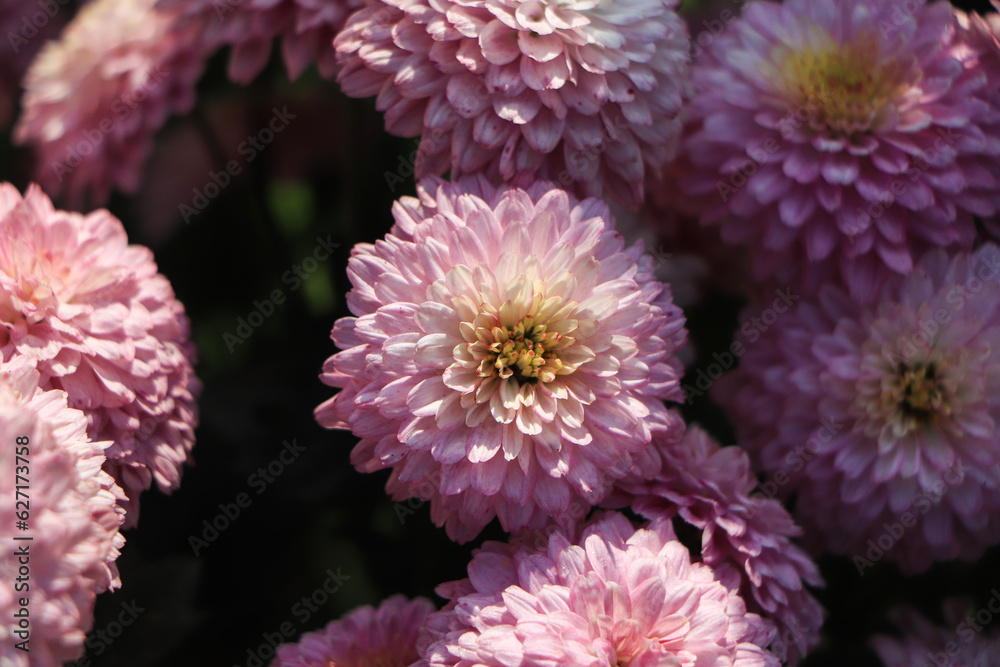 Chrysanthemum flowers close up. Pink Chrysanthemums. Floral background of autumn purple chrysanthemums. Chrysanthemum flowers close up. Pink Chrysanthemums. Floral background of autumn purple chrysanthemums.