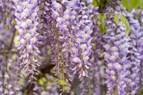 Blooming Wisteria Sinensis with scented classic purple flowersin full bloom in hanging racemes closeup. Garden with wisteria in spring