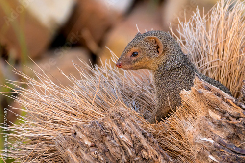 beautiful pictures of Indian grey mongoose, closeup of grey mongoose  photo