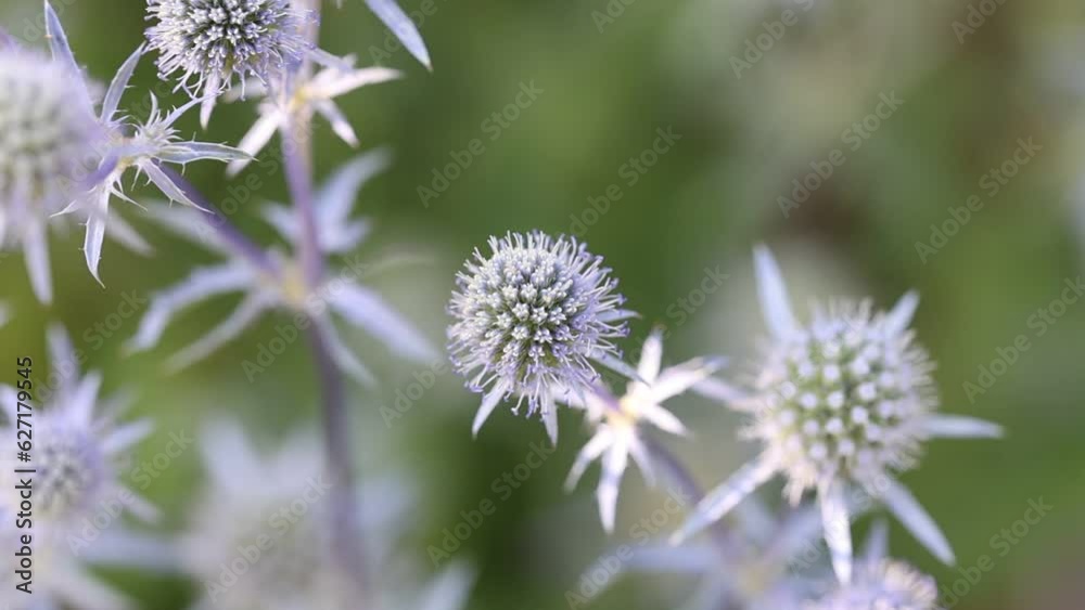 Beautiful blue Eryngium flower plants, who are also known as sea holly. A feast for wild bees and insects. Beautiful blue Eryngium flower plants, who are also known as sea holly. A feast for wild bees and insects.