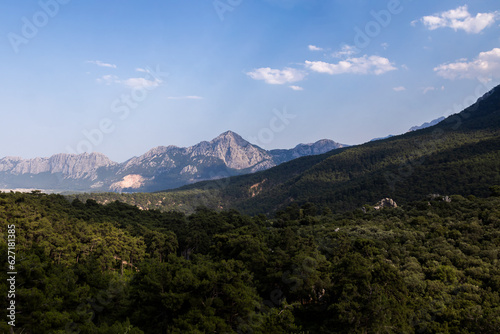 Rare and endangered Lebanese Cedar tree forest at the mountain. Antalya  Turkey.