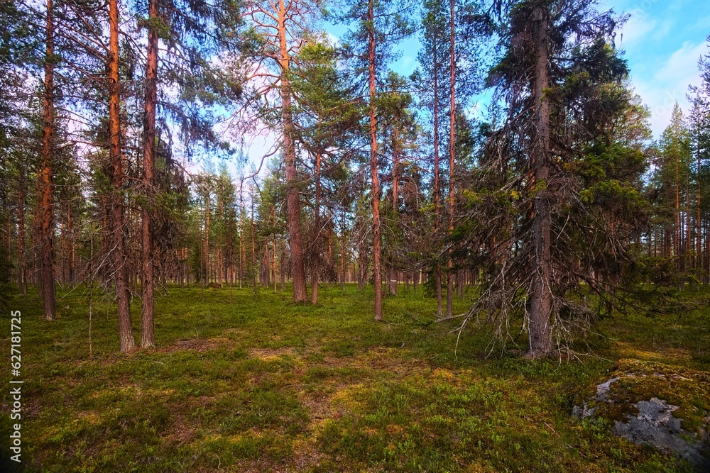 Fototapeta premium Natural coniferous forest in evening light in northern Swedish nature reserve Norravasund