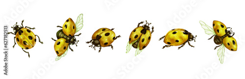 Set of watercolor insects, ladybugs.Vector graphics.	