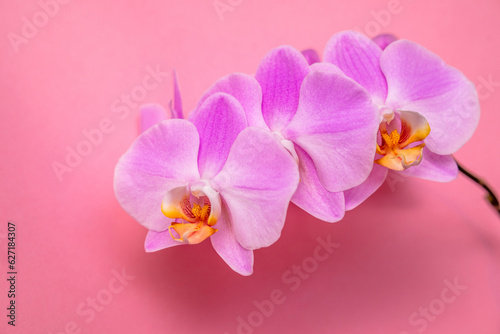 A branch of purple orchids lies on a pink background
