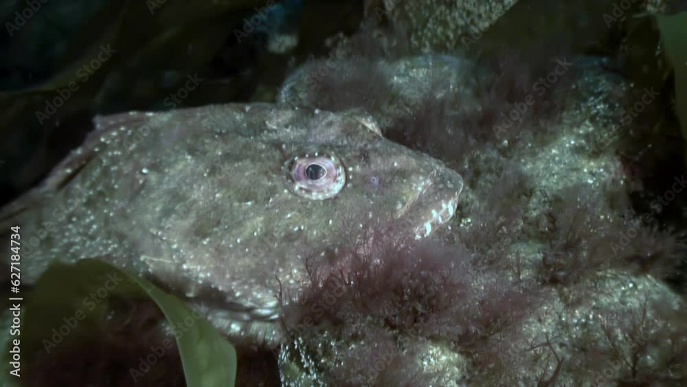 Underwater world is treasure trove of unique fish species. Encounter