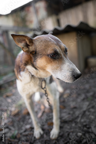 A lonely and sad guard dog on a chain near a dog house outdoors.