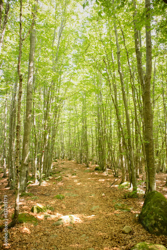 Mountain path under the beech forest