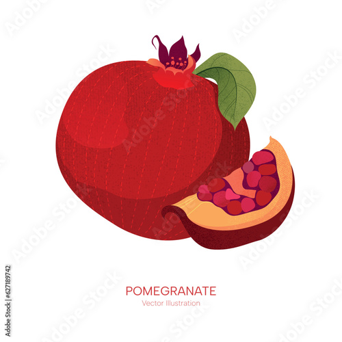 Pomegranate vector illustration. Isolated hand drawn full granate. Texture.