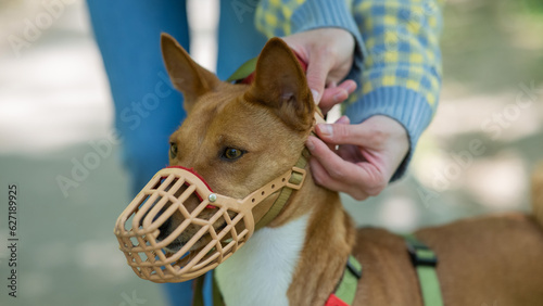 Fotografie The owner puts a muzzle on the African dog breed Basenji for a walk