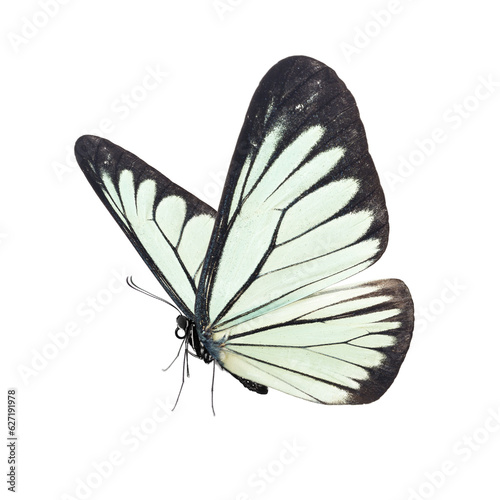 Beautiful white butterfly