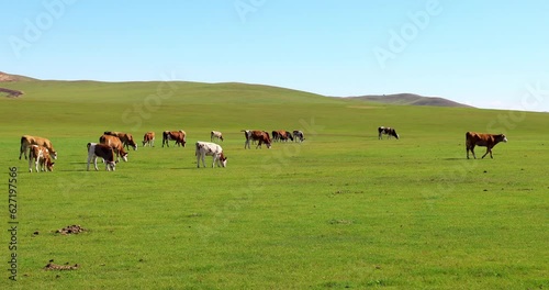 Hulunbuir Grassland, is a world famous natural pasture, is one of the world's four grasslands, known as the world's best grassland.