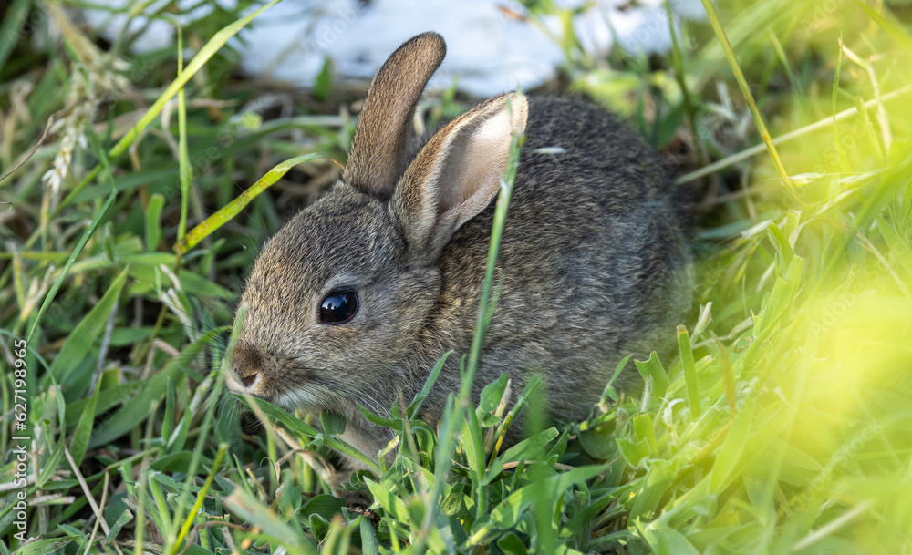 Fototapeta premium Baby Rabbit
