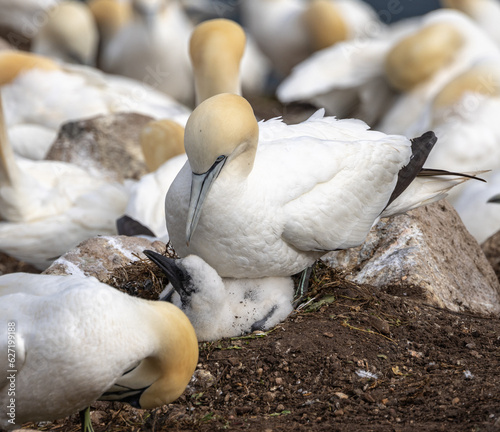 Northern Gannet with chick