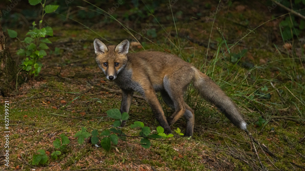 Red fox cub Red fox cub