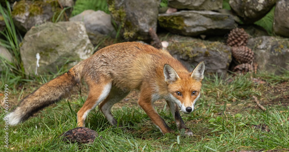 Red fox, vixen