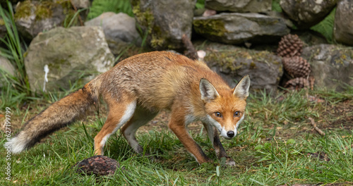 Red fox, vixen © David