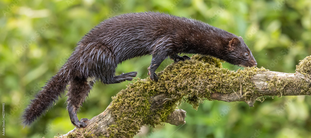 American mink American mink