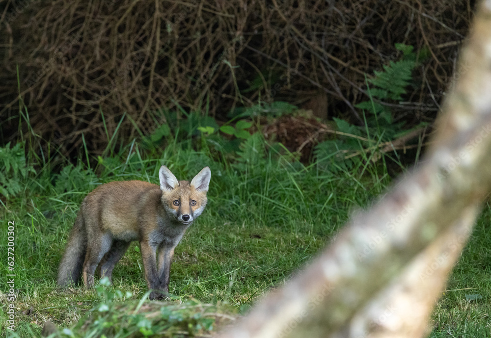 Obraz premium Red fox cub
