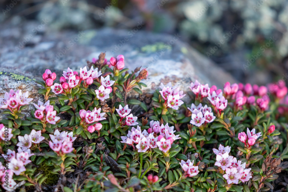 Beautiful small pink flowers of the alpine azalea, Kalmia procumbens, blooming in Finnish nature during early summer in Northern Finland