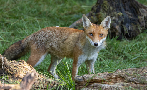 Red fox - vixen © David