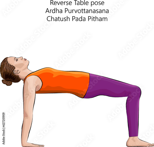 Young woman practicing yoga exercise, doing Reverse Table pose or Crab pose. Ardha Purvottanasana. Arm Leg Support and Backbend. Beginner. Isolated vector illustration.