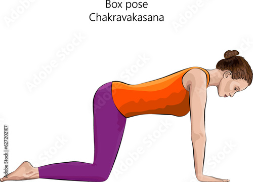 Young woman practicing yoga exercise, doing Box pose or Table pose or Ruddy Goose position. Chakravakasana. Arm Leg Support and Neutral. Beginner.  Isolated vector illustration.