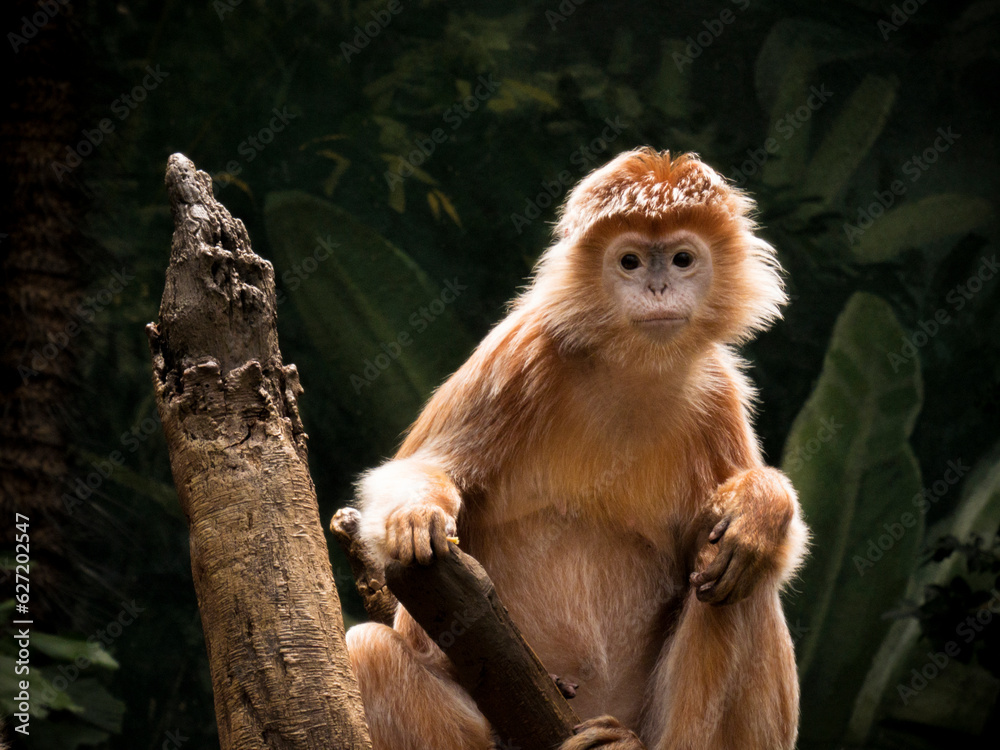 Obraz premium Zoo East Javan langur monkey portrait