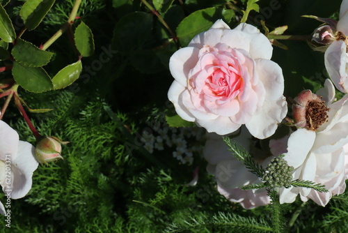 Beautiful, natural, pink roses on a green bush in the garden in summer on a clear day