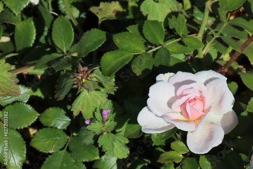 Beautiful, natural, pink roses on a green bush in the garden in summer on a clear day