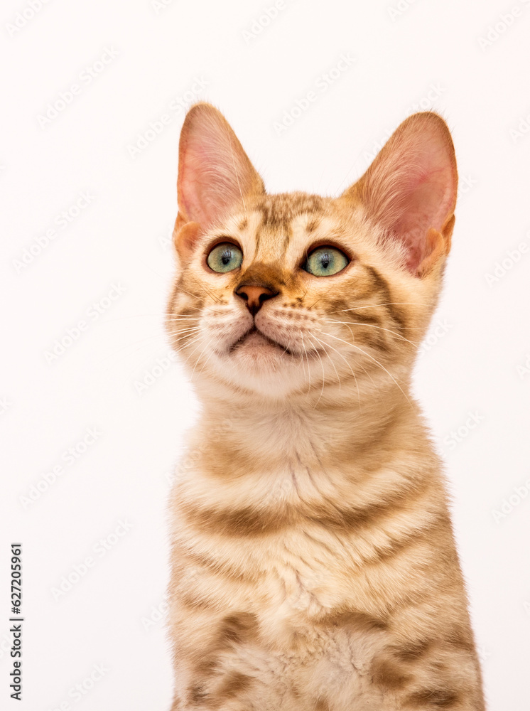 bengal cat muzzle on white background bengal cat muzzle on white background