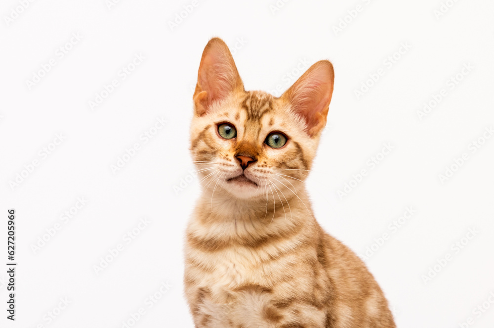 Obraz premium bengal cat muzzle on white background