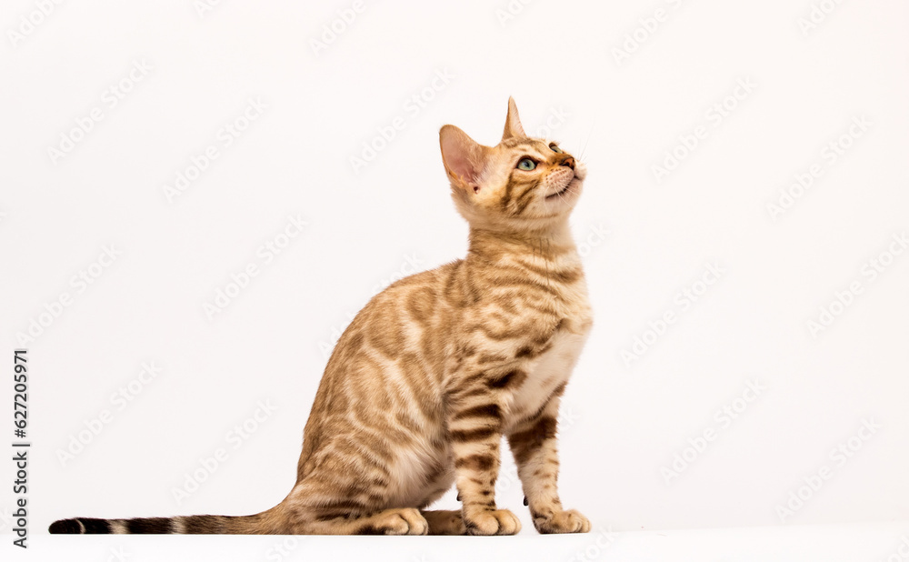 cat sits sideways on a white background, Bengal cat sits sideways on a white background, Bengal