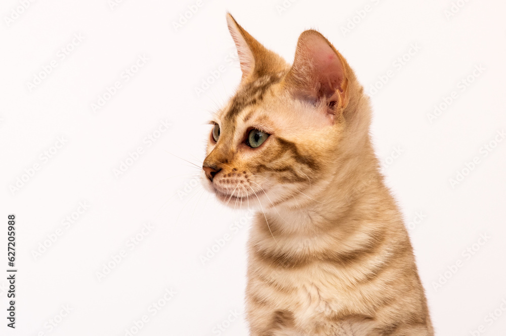 muzzle looks sideways Bengal cat on a white background