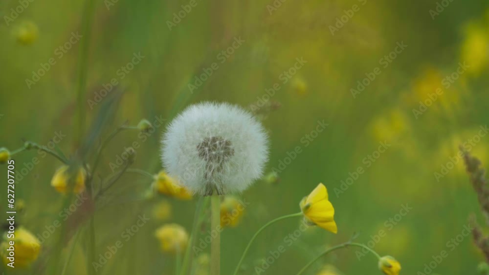 Person Picked The Dandelion Among The Yellow Flowers In The Field. - close up Person Picked The Dandelion Among The Yellow Flowers In The Field. - close up