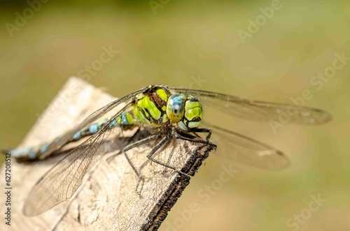 Сlose-up portrait of a dragonfly. © alexey351