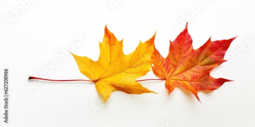 Beautiful  bright colorful natural autumn dry curved maple leaf in yellow  orange  red tones on white background with light shadow  side view