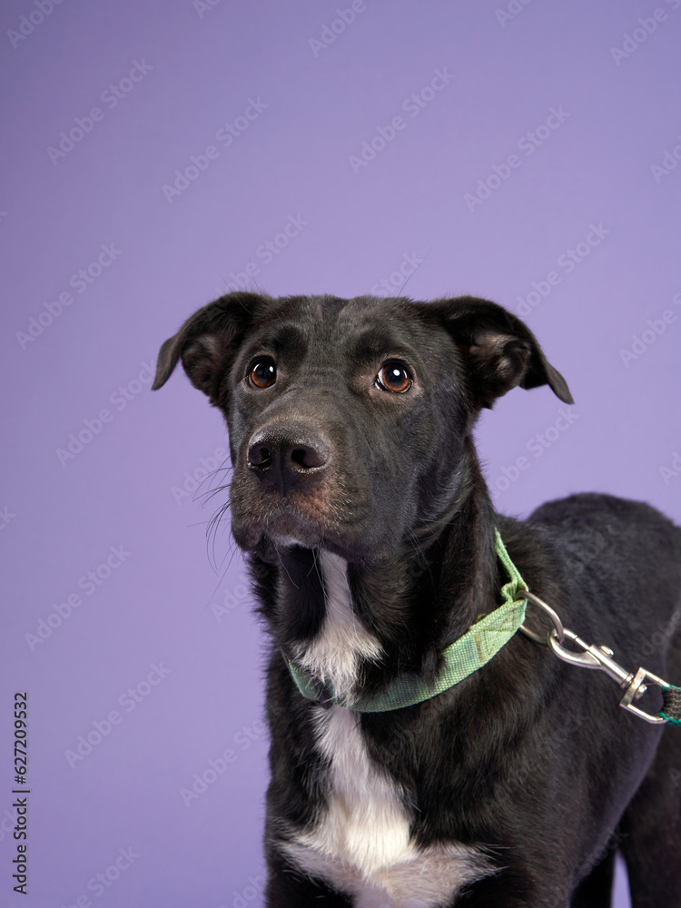 Portrait of a beautiful black and white dog lilac background. Mix of breeds. Happy Pet in the studio Portrait of a beautiful black and white dog lilac background. Mix of breeds. Happy Pet in the studio