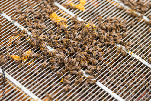 Imkerei, Bienen auf einen Absperrgitter in einer Bienenbeute photo