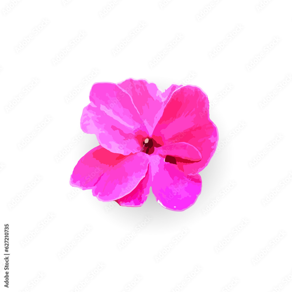Pink Vinca flower isolated on white background, isolated pink flower.
