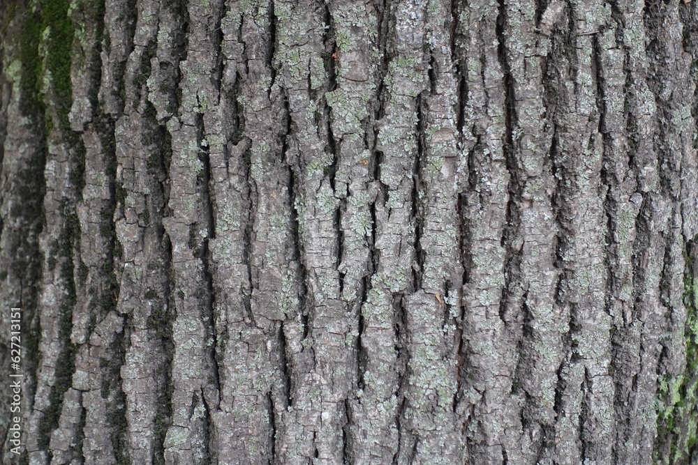 Surface of grey bark of common linden tree Surface of grey bark of common linden tree
