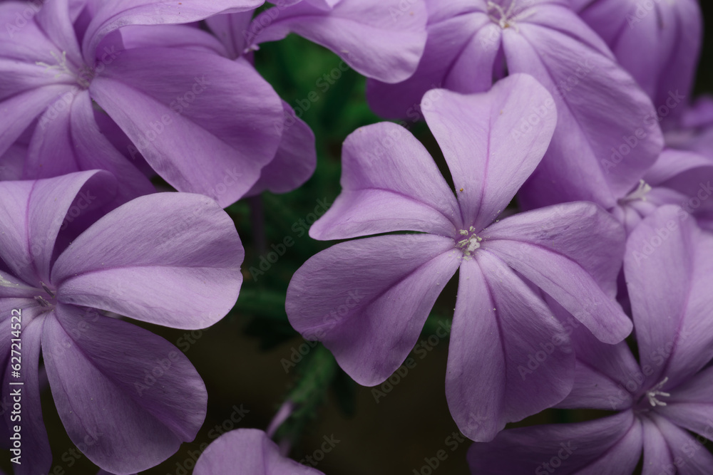 Macro foto di fiori lilla