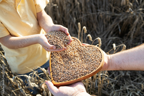 ripe wheat seeds in children's hands and wooden heart full of grains on a wheat field in golden sunlight. Stop war in Ukraine. Harvesting for export. Independence Day. The value of bread grain deal
